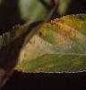 Aesculus glabra
