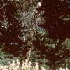 Aesculus parviflora, habit