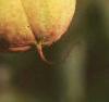 Aesculus parviflora, fruit
