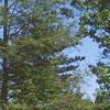 Aesculus pavia