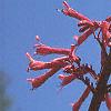 Aesculus pavia, flowers
