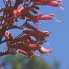 Aesculus pavia, flowers