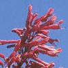 Aesculus pavia, flowers