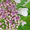 Hydrangea macrophylla 'Bailday' (Light O' Day [TM])