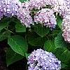 Hydrangea macrophylla 'Bailmer', habit