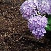 Hydrangea macrophylla 'Bailmer', habit