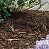 Hydrangea macrophylla 'Bailmer', habit