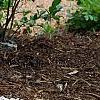 Hydrangea macrophylla 'Bailmer', habit