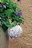 Hydrangea macrophylla 'Bailmer', habit
