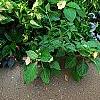 Hydrangea macrophylla 'Bailmer', habit