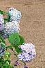 Hydrangea macrophylla 'Bailmer', habit