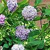 Hydrangea macrophylla 'Bailmer', habit