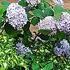 Hydrangea macrophylla 'Bailmer', habit