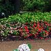 Hydrangea macrophylla 'Bailmer', habit