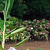 Hydrangea macrophylla 'Bailmer', habit