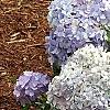 Hydrangea macrophylla 'Bailmer', habit