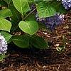 Hydrangea macrophylla 'Bailmer', habit