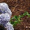 Hydrangea macrophylla 'Bailmer', habit