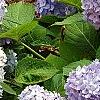 Hydrangea macrophylla 'Bailmer', habit