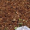 Hydrangea macrophylla 'Bailmer', habit