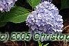 Hydrangea macrophylla 'Bailmer', habit