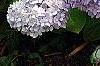Hydrangea macrophylla 'Bailmer', habit