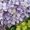 Hydrangea macrophylla 'Bailmer', flowers
