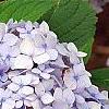 Hydrangea macrophylla 'Bailmer', flowers