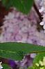 Hydrangea macrophylla 'Bailmer', flowers