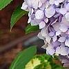 Hydrangea macrophylla 'Bailmer', flowers