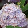 Hydrangea macrophylla 'Bailmer', flowers