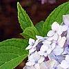Hydrangea macrophylla 'Bailmer', flowers