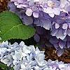 Hydrangea macrophylla 'Bailmer', flowers
