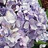 Hydrangea macrophylla 'Bailmer', flowers