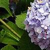 Hydrangea macrophylla 'Bailmer', flowers