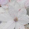 Hydrangea macrophylla 'Fuji-no-taki', flowers