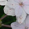 Hydrangea macrophylla 'Fuji-no-taki', flowers