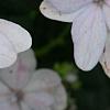 Hydrangea macrophylla 'Fuji-no-taki', flowers