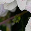 Hydrangea macrophylla 'Fuji-no-taki', flowers