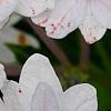 Hydrangea macrophylla 'Fuji-no-taki', flowers