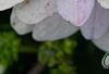 Hydrangea macrophylla 'Fuji-no-taki', flowers