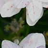 Hydrangea macrophylla 'Fuji-no-taki', flowers