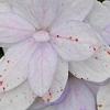 Hydrangea macrophylla 'Fuji-no-taki', flowers