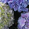 Hydrangea macrophylla 'Merritt's Supreme', flowers