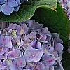 Hydrangea macrophylla 'Merritt's Supreme', flowers