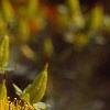 Hypericum kalmianum, flowers