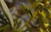Hypericum kalmianum, flowers