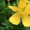 Hypericum kalmianum, flowers