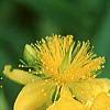 Hypericum kalmianum, flowers