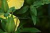 Hypericum kalmianum, flowers